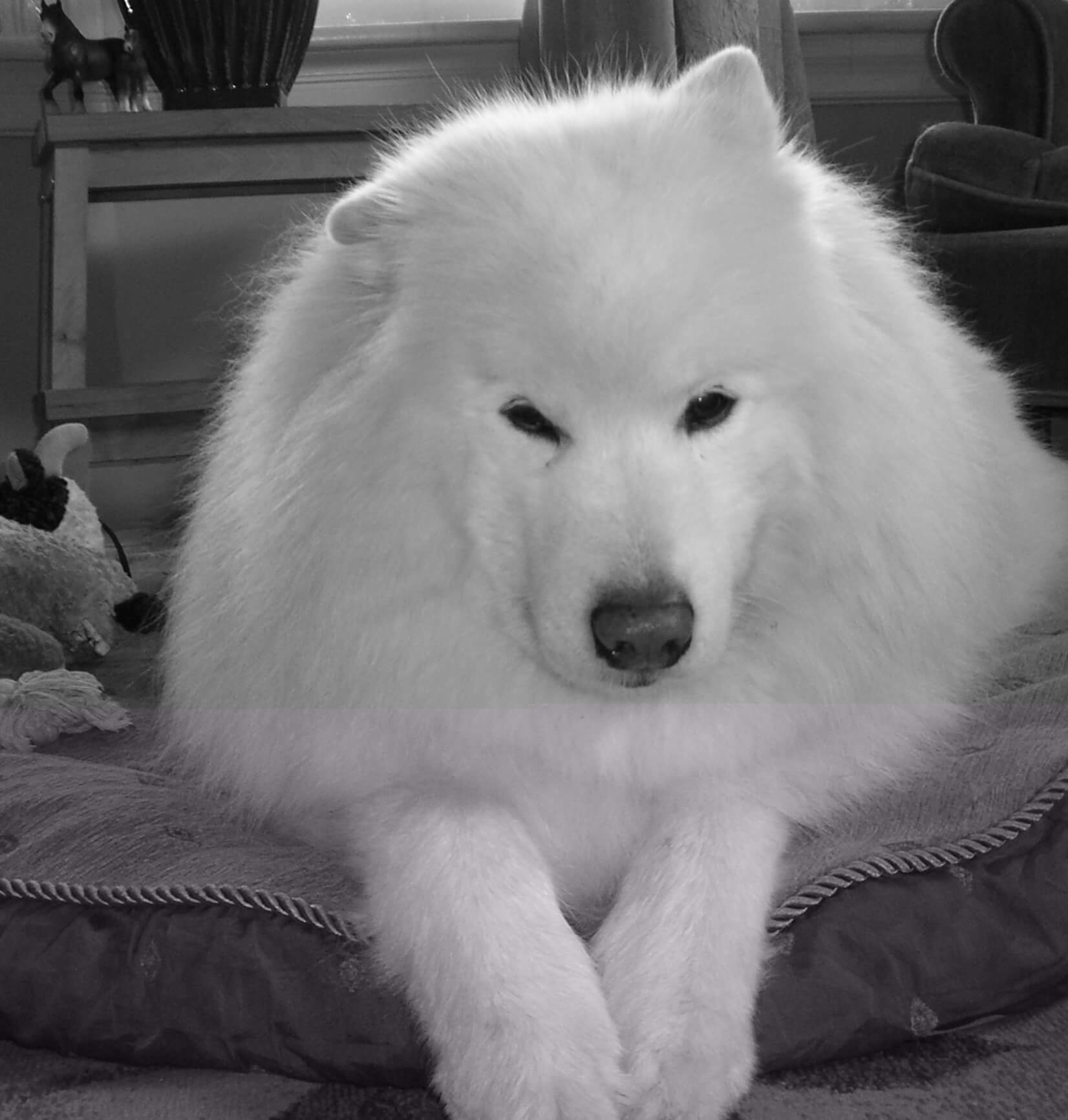 Learn about Oso V, a Samoyed with Degenerative Myelopathy