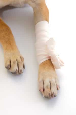 Wounds, Cuts and Bites for Dogs