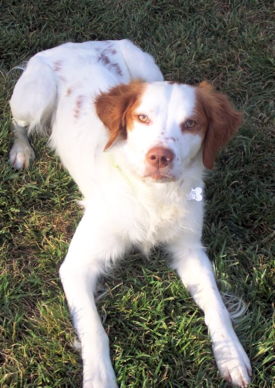 Copper_alexander (1) Vaccine Reaction in dog