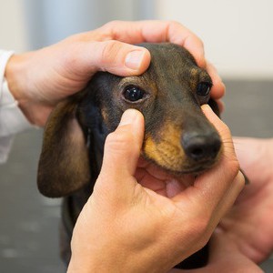 Doxycycline For Dogs Eye Infection