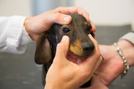 Eye Infections in Dogs