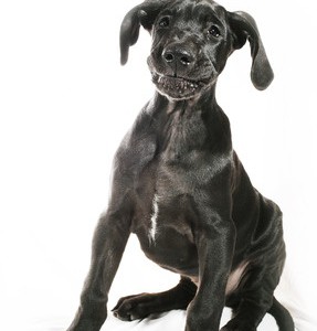 hod in dogs hod in dogs a growth disorder nzymes hod in dogs hod in dogs a growth disorder nzymes