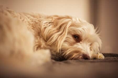 Lethargy in Dogs