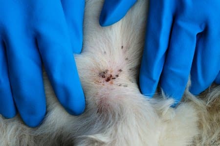LymesDisease Lymes disease in dogs