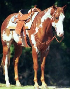 Slugger1 stiff joints in horses