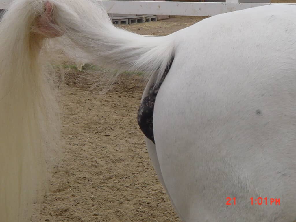 Bulbous melanoma on horse real