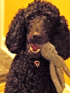 clouseau cryptosporidium in dogs