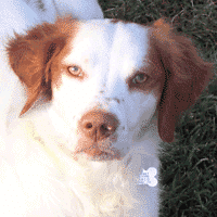 Brittany Spaniel and Vaccine Reactions