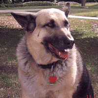 Lacy, A Shepherd Hip Dysplasia Story