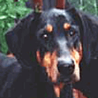 Luis: Doberman Struggles with Disc Disease & Surgery Recovery