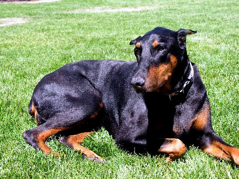 Goldie, a Doberman with Urinary Leaking Resolved