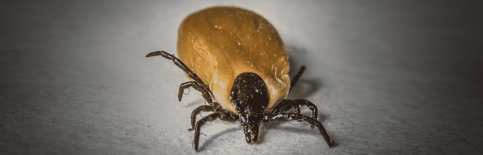 hdr-dog-metabolic-lyme-tick Dog Tick Lyme Disease
