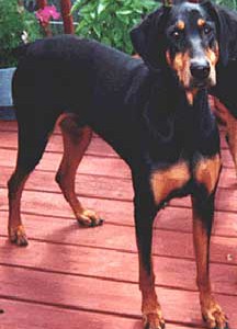 Doberman - Luis