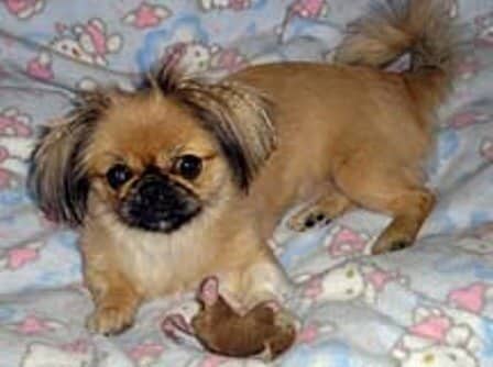 Pekingese Dog & Back Problems