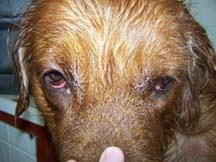 max_myer_wet_droopy_eyes10-25-07 Max - wet head