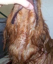 max_myer_wet_underneck_10-25-07 Head up -01