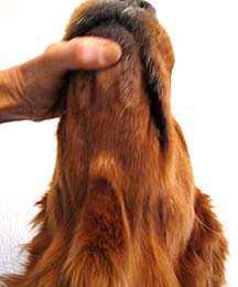 max_myers_after_chin_under Head up 02
