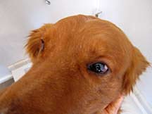 max_myers_after_eyes_front Max - dry head