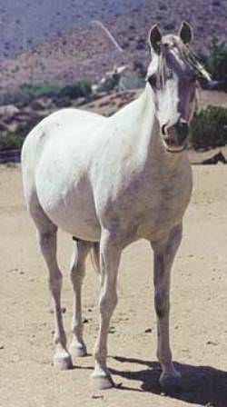 Arabian horse Samson