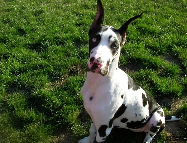 willow, harlequin dane