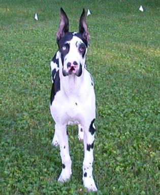 Harlequin Dane – Vaccine Reaction & Recovery