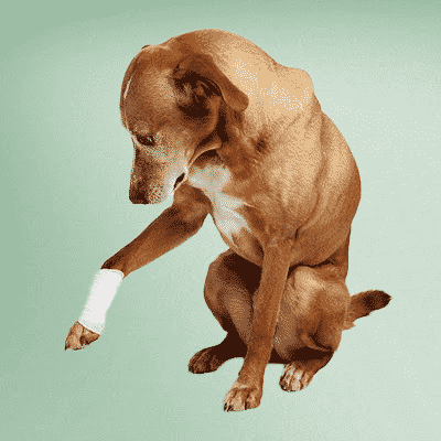 Dog with wrapped wound on right foot