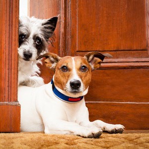 hepatitis in dogs hepatitis in dogs nzymes hepatitis in dogs hepatitis in dogs nzymes