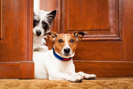HepatitisinDogs hepatitis in dogs