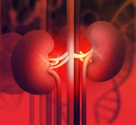 Kidney Problems in Dogs
