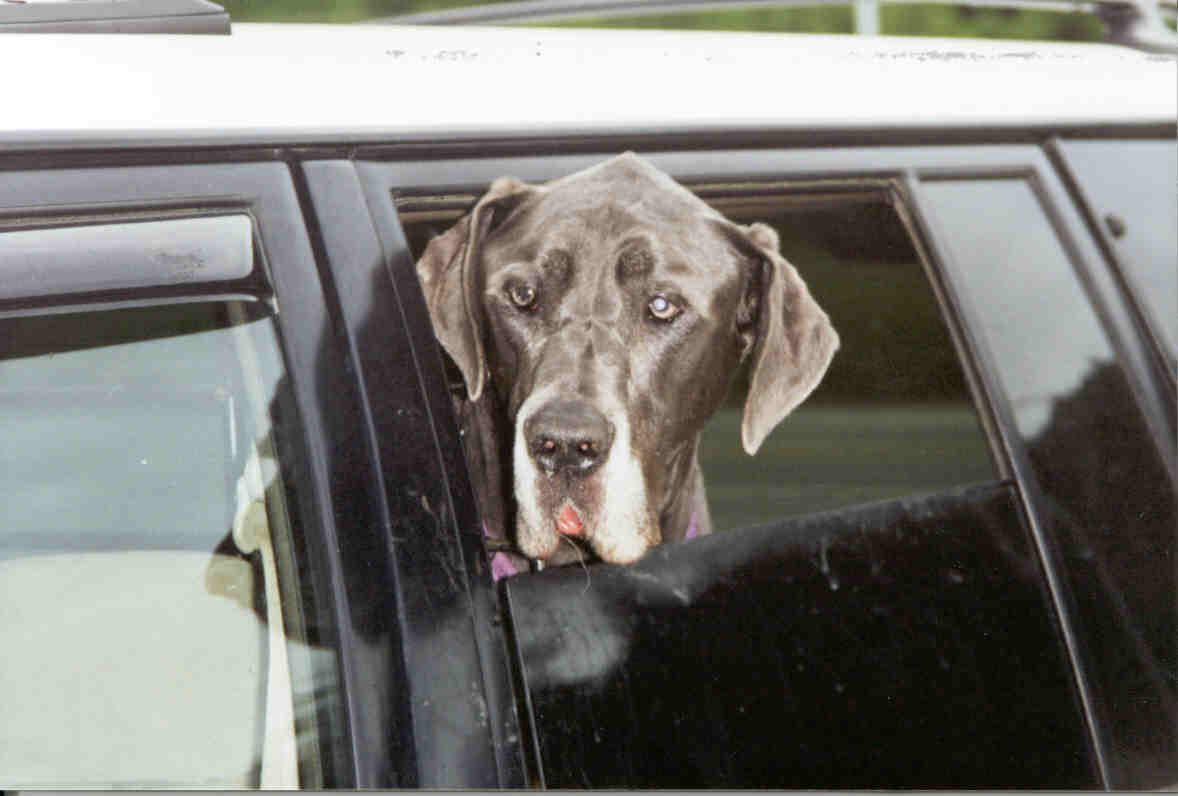 Zelda1 great dane zelda mae over es wobblers and paralysis