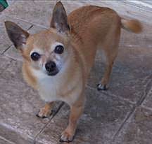 Baya, Chihuahua Dog Overcoming Seizures