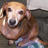 Cassi – Dachshund wins Blackened Skin Battle