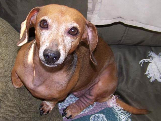 Cassi – Dachshund wins Blackened Skin Battle