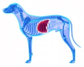 dog-liver-damage_280 liver damage in dogs