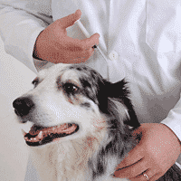 Vaccine Reactions in Dogs