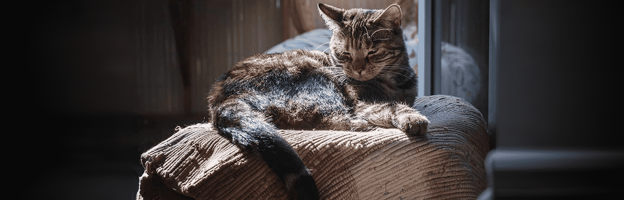 hdr-cat-mobility-aging Aging cats