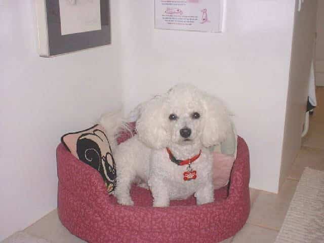 Jozie, a Bichon Frise Overcomes Sudden-onset Paralysis