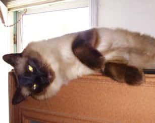 Chauncey, Siamese Cat had Hairballs and Shedding