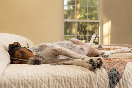 Coonhound Syndrome in Dogs