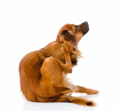 Dermatitis in Dogs