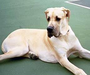 Diesel, Great Dane with Loose Stools Trouble