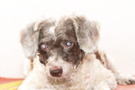 DogwithCataracts Cataracts in Dog