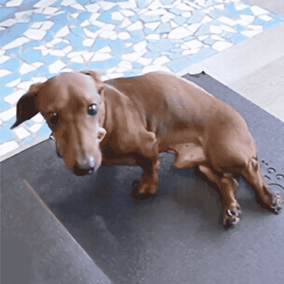 Dachshund-with-IVDD