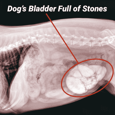 Dog's Bladder with Crystals and Bladder Stones