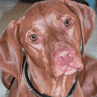 Vizsla Dog Gets Help to Clear Skin Problems