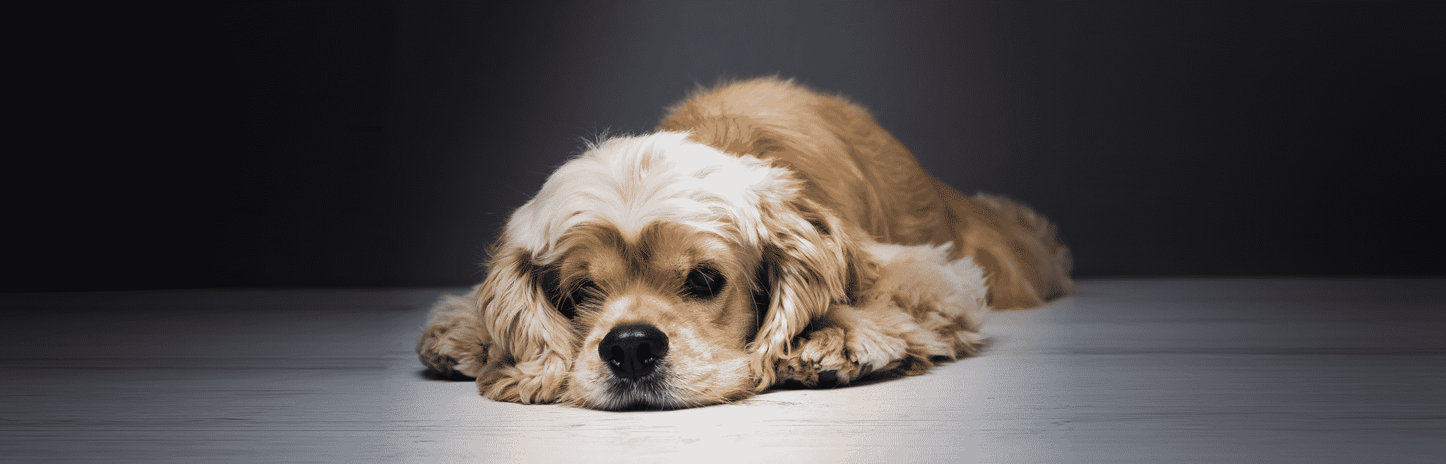 Anemia in Dogs