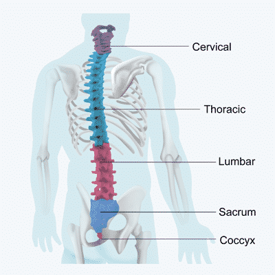 Diagram of a Human Spine with L1 to L5