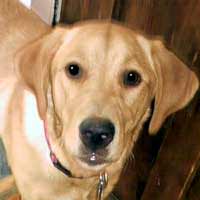 penny_leggs1 kennel cough