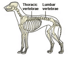 dog spinal sections