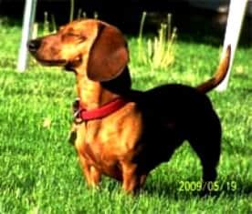 Biggles, a Dachshund had Digestive Problems